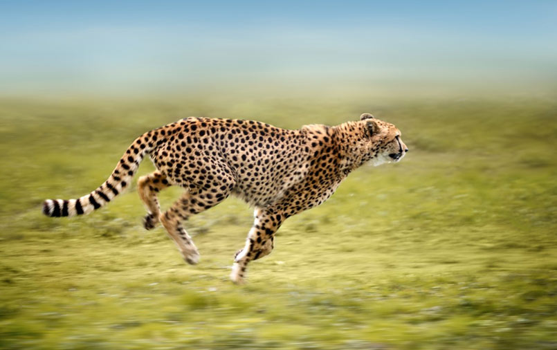 A running cheetah