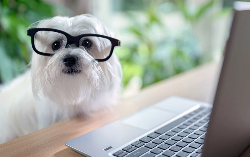 A dog wearing glasses in front of a laptop