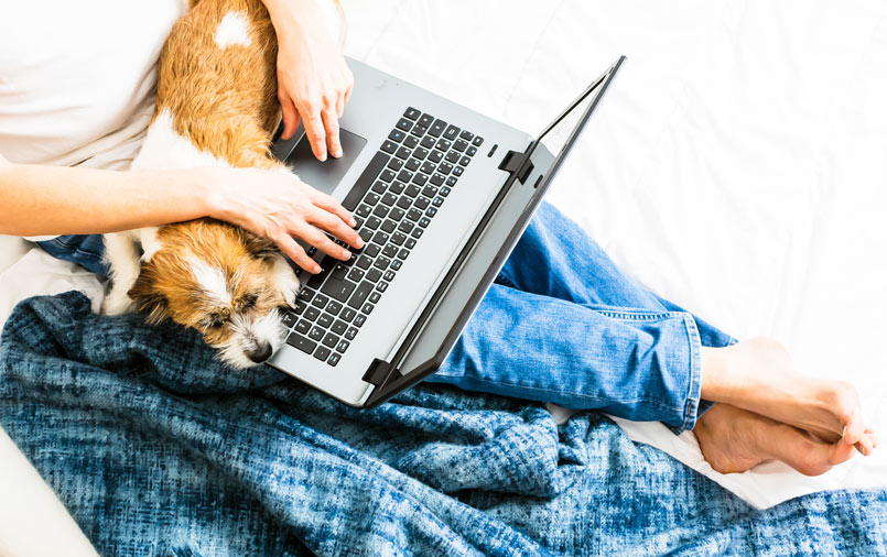 Dog sleeping on the laptop while owner is using
