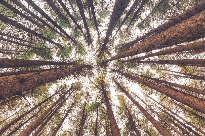 upshot image of planted trees