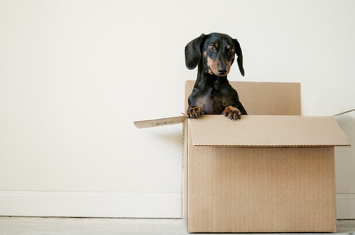 sausage dog in box on moving day